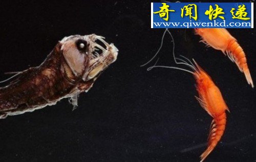 长得“太吓人”的动物:蝰鱼长相如噩梦