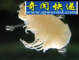 深海发现以木屑为食奇特甲壳动物