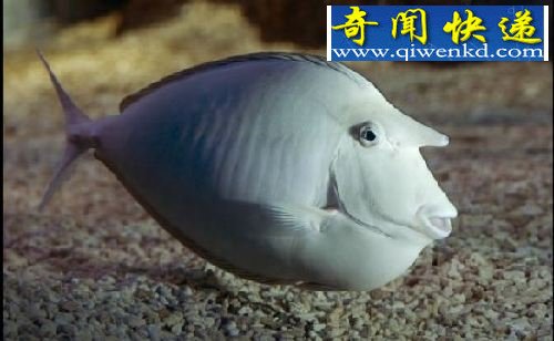 ġޡ㳤ɸˮʱɫ(ͼ)