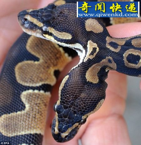 ˫ͷͼƬ