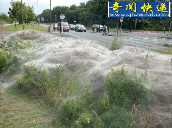 数千毛毛虫织六米长大网