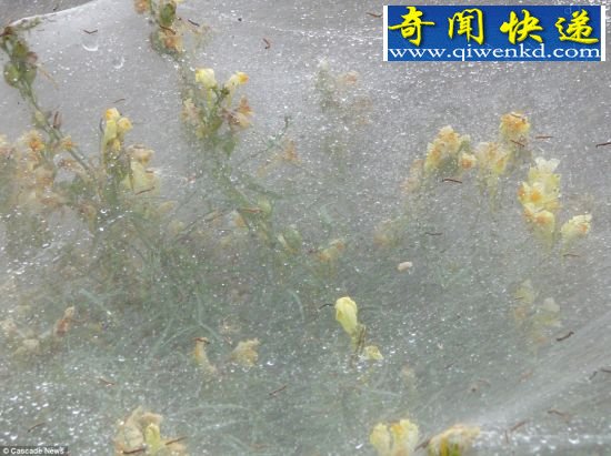 数千毛毛虫织六米长大网