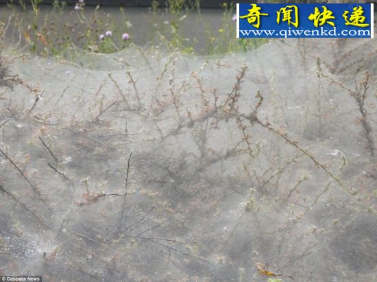 数千毛毛虫织六米长大网