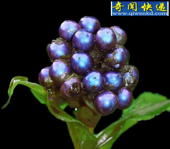 非洲雨林发现色彩缤纷最丰富水果(组图)