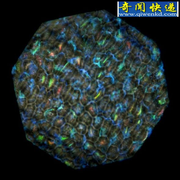 非洲雨林发现色彩缤纷最丰富水果(组图)