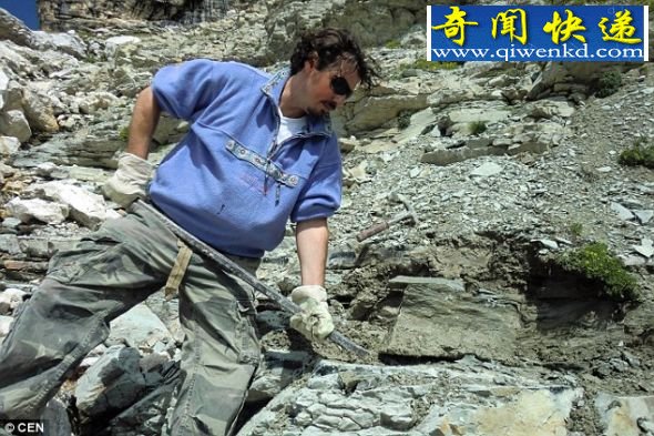 奥地利国家历史博物馆地质学古生物学部门的亚历山大-鲁肯奈德,正在阿尔卑斯山白云石山进行挖掘 1.28亿年前鱿鱼祖先身体长满钉状结构(图)