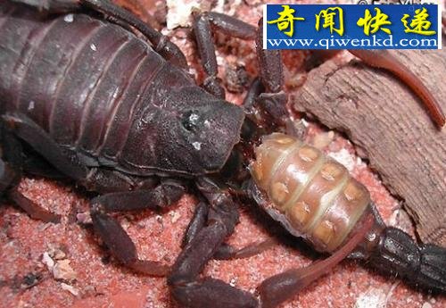 动物世界残酷血腥:咸水鳄以小鳄鱼充饥