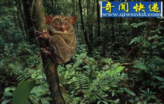 长相奇异的动物：蝰鱼，这种鱼的头部让人看一眼就会做噩梦