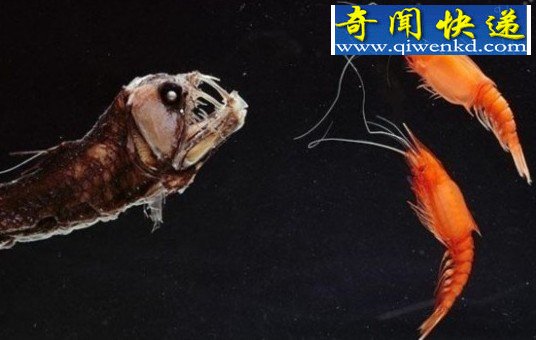 长相奇异的动物：蝰鱼，这种鱼的头部让人看一眼就会做噩梦