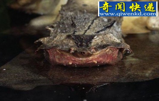 长相奇异的动物：蝰鱼，这种鱼的头部让人看一眼就会做噩梦