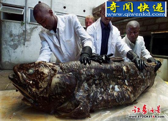 十大诡异海中生物(图片)