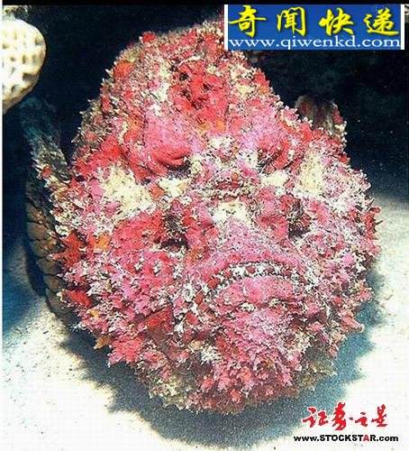 十大诡异海中生物(图片)