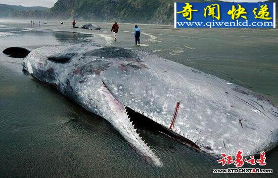十大诡异海中生物(图片)