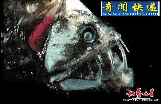 十大诡异海中生物(图片)