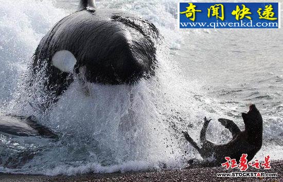 十大诡异海中生物(图片)