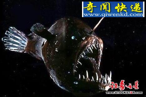 十大诡异海中生物(图片)