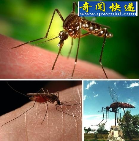 ʮѪǳר沿(ͼ) 