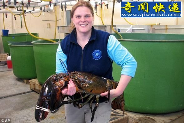 缅因州水族馆馆长艾米-海登-罗德里奎斯手里抱着一只名为“洛基”的巨型龙虾,身长40英寸(约合1米),重27磅(约合12公斤) 美渔民捕获长1米重12公斤巨型龙虾(图)