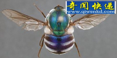 澳大利亚新型蜘蛛蝇从内部吞噬巨大狼蛛