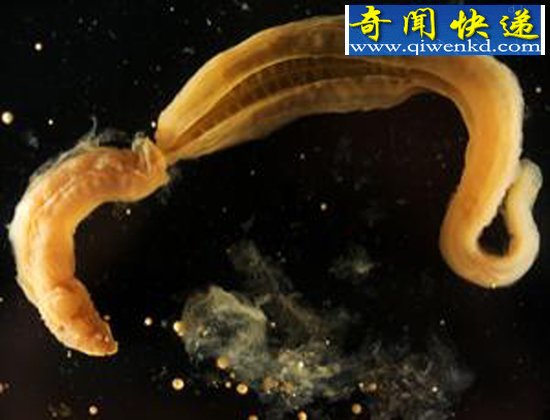 ˫ Ϊѳ