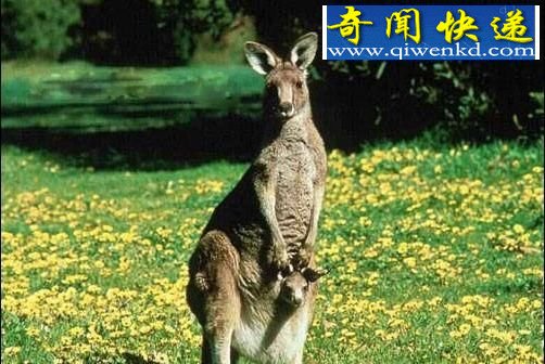 绝对隐私: 蜜蜂讲贞操 大熊猫爱倒立撒尿