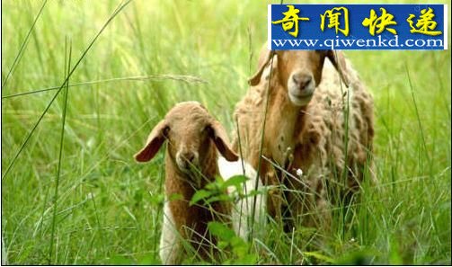 绝对隐私: 蜜蜂讲贞操 大熊猫爱倒立撒尿