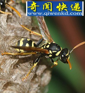 ҧ㲻鷢ʮҧʹ