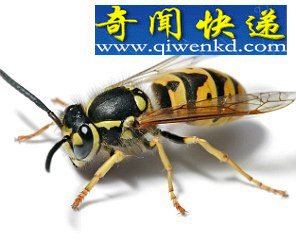 ҧ㲻鷢ʮҧʹ