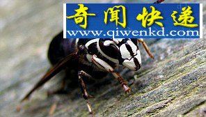 ҧ㲻鷢ʮҧʹ