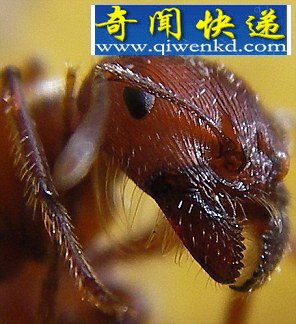 ҧ㲻鷢ʮҧʹ
