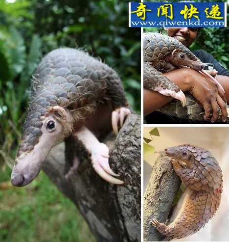 十大奇异食蚁兽 捕食蚂蚁是一种艺术