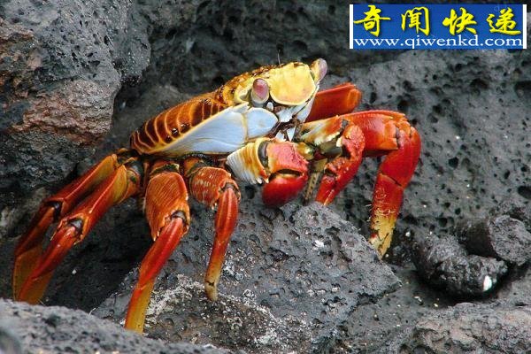 ʮзɫѤ