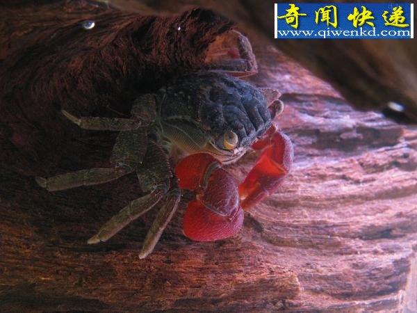 ʮзɫѤ