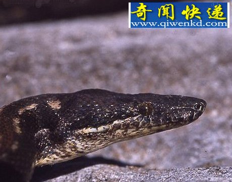 40年来11大灭绝动物盘点:金蟾蜍是过去40年中消失的物种中最美的