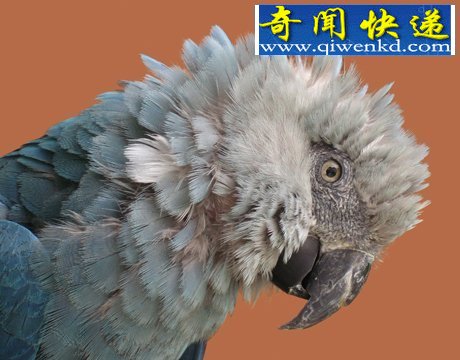 40年来11大灭绝动物盘点:金蟾蜍是过去40年中消失的物种中最美的