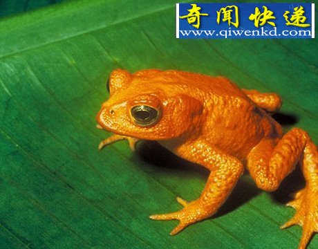40年来11大灭绝动物盘点:金蟾蜍是过去40年中消失的物种中最美的