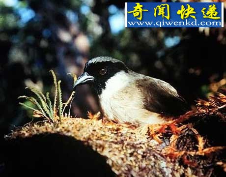 40年来11大灭绝动物盘点:金蟾蜍是过去40年中消失的物种中最美的