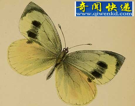 40年来11大灭绝动物盘点:金蟾蜍是过去40年中消失的物种中最美的