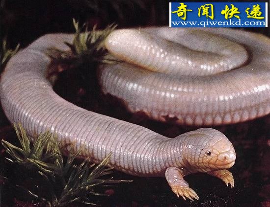 ʮ˵Ѫ 䶾ؿɱ 