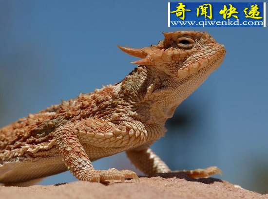 ʮ˵Ѫ 䶾ؿɱ 
