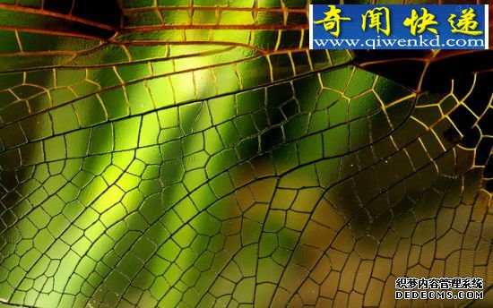 昆虫翅膀的脉序 昆虫翅膀的秘密:蜻蜓飞行时速可达56公里