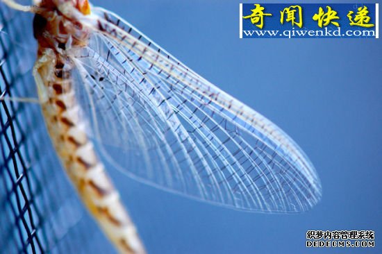 收起翅膀 昆虫翅膀的秘密:蜻蜓飞行时速可达56公里