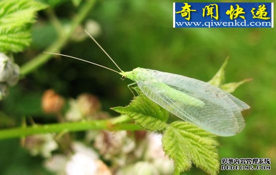 趋向简单化 昆虫翅膀的秘密:蜻蜓飞行时速可达56公里