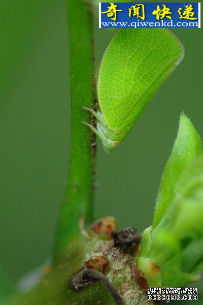 伪装 昆虫翅膀的秘密:蜻蜓飞行时速可达56公里