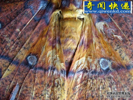隐藏图案 昆虫翅膀的秘密:蜻蜓飞行时速可达56公里