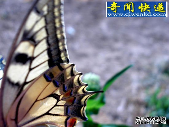 迷惑对手 昆虫翅膀的秘密:蜻蜓飞行时速可达56公里