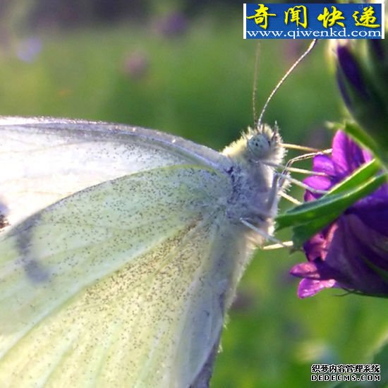 恐怖的白色 昆虫翅膀的秘密:蜻蜓飞行时速可达56公里