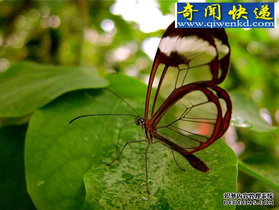 透明或半透明翅膀 昆虫翅膀的秘密:蜻蜓飞行时速可达56公里