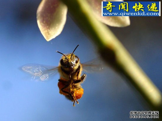 蜜蜂的先进翅膀 昆虫翅膀的秘密:蜻蜓飞行时速可达56公里