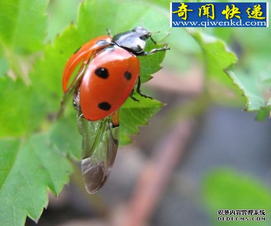 甲虫保护性外壳 昆虫翅膀的秘密:蜻蜓飞行时速可达56公里